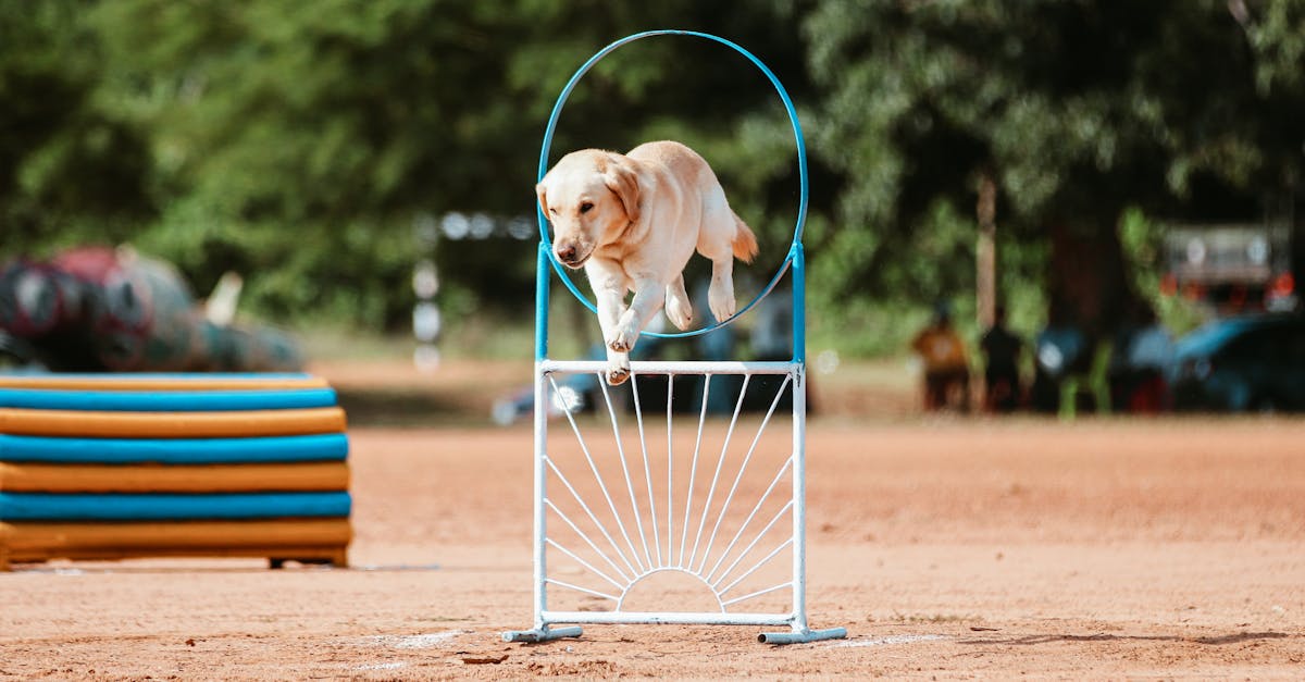 Stakeholder Engagement in Agile Projects: Best Practices