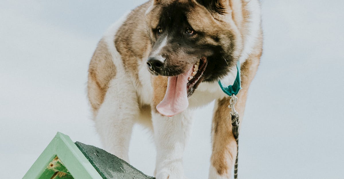 The Importance of Professional Bodies in Project Management